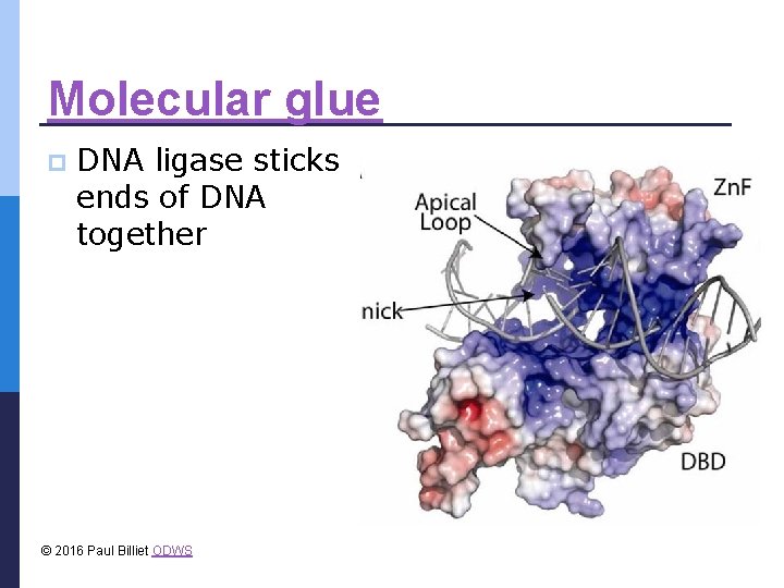 Molecular glue p DNA ligase sticks ends of DNA together © 2016 Paul Billiet