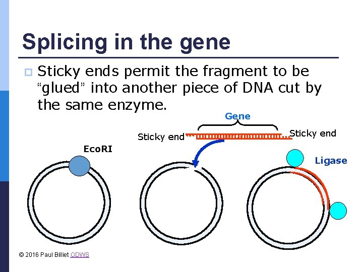 Splicing in the gene p Sticky ends permit the fragment to be “glued” into