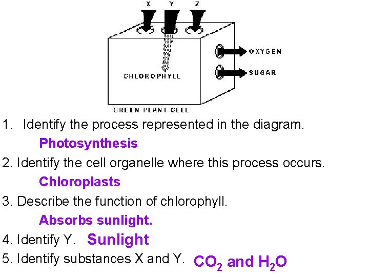 1. Identify the process represented in the diagram. Photosynthesis 2. Identify the cell organelle