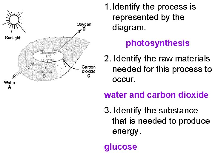1 Identify the raw materials of photosynthesis carbon