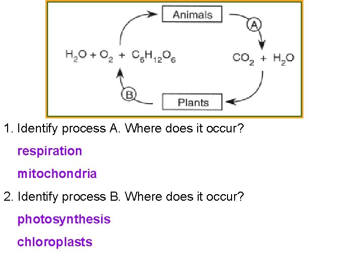 1. Identify process A. Where does it occur? respiration mitochondria 2. Identify process B.