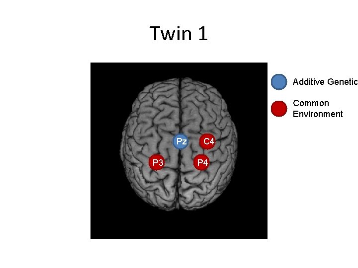 Twin 1 Additive Genetic Common Environment Pz P 3 C 4 P 4 
