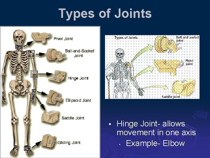 Animal Joints and Joint Types Students will be