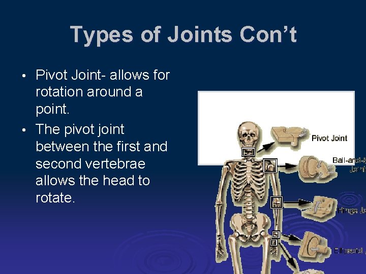 Types of Joints Con’t Pivot Joint- allows for rotation around a point. • The