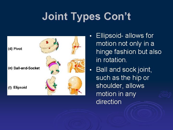 Joint Types Con’t Ellipsoid- allows for motion not only in a hinge fashion but