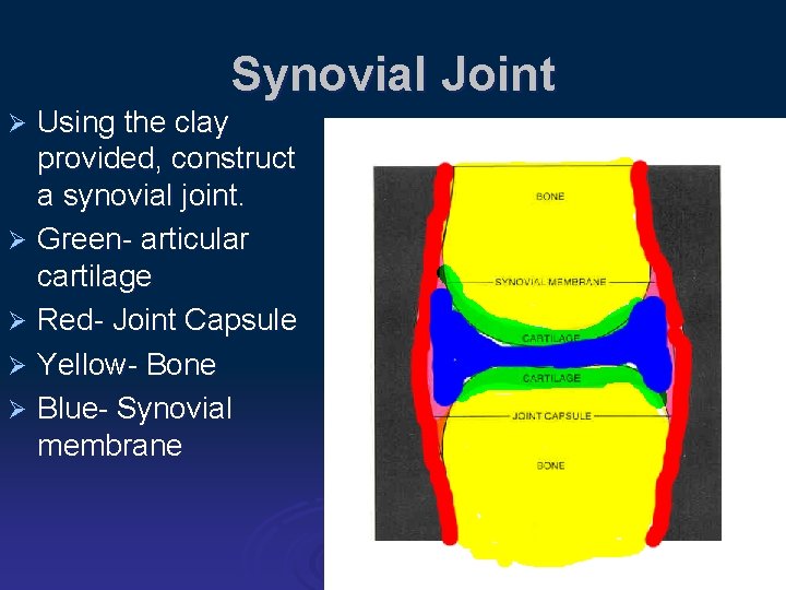 Synovial Joint Using the clay provided, construct a synovial joint. Ø Green- articular cartilage