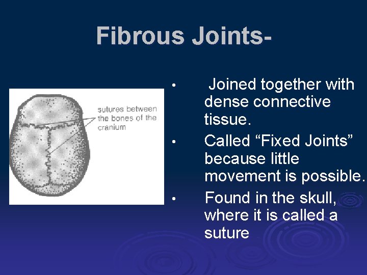 Fibrous Joints • • • Joined together with dense connective tissue. Called “Fixed Joints”