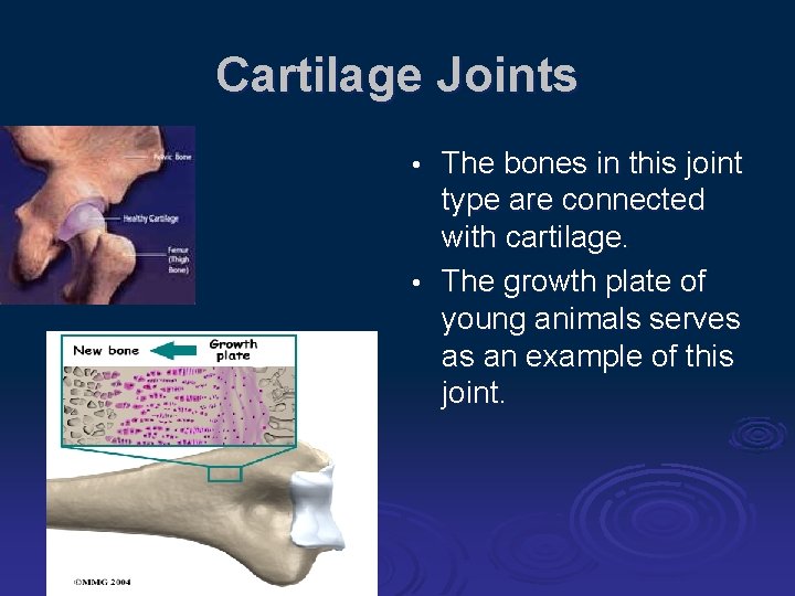 Cartilage Joints The bones in this joint type are connected with cartilage. • The