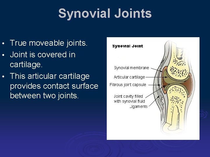 Synovial Joints True moveable joints. • Joint is covered in cartilage. • This articular