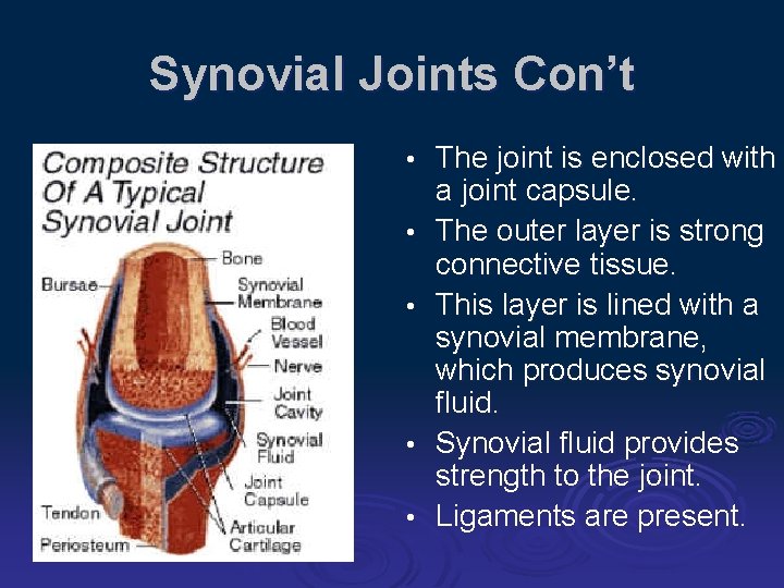 Animal Joints and Joint Types Students will be