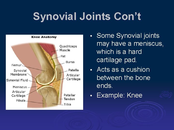Synovial Joints Con’t Some Synovial joints may have a meniscus, which is a hard