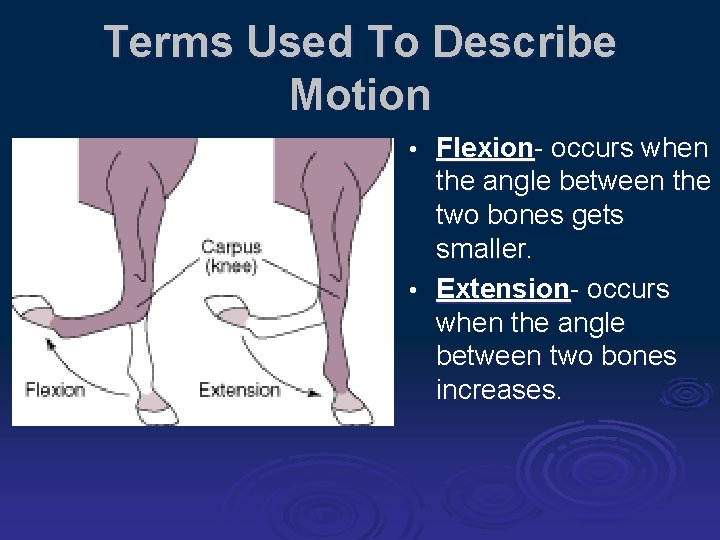 Terms Used To Describe Motion Flexion- occurs when the angle between the two bones