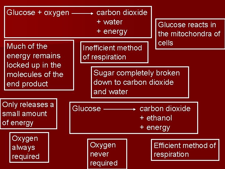 Glucose + oxygen Much of the energy remains locked up in the molecules of