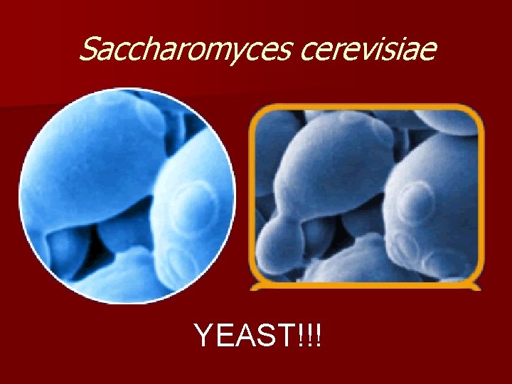 Saccharomyces cerevisiae YEAST!!! 