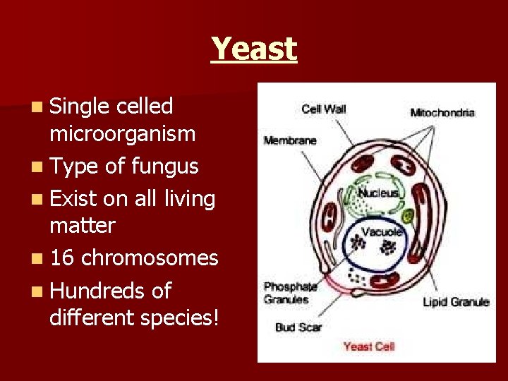 Yeast n Single celled microorganism n Type of fungus n Exist on all living