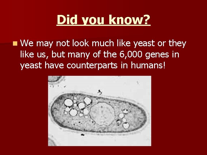 Did you know? n We may not look much like yeast or they like
