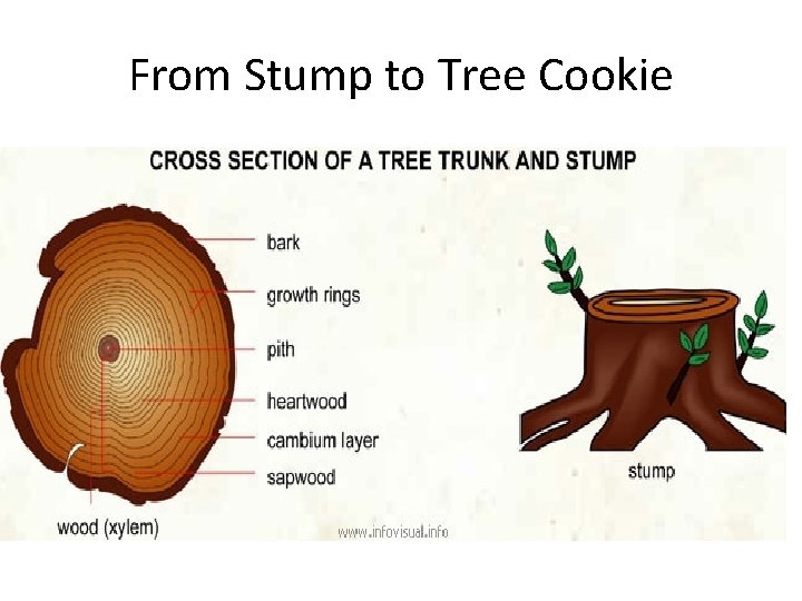 From Stump to Tree Cookie 