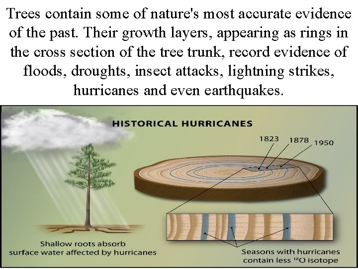 Trees contain some of nature's most accurate evidence of the past. Their growth layers,
