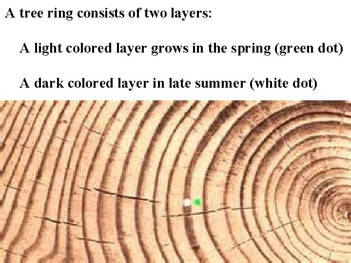 A tree ring consists of two layers: A light colored layer grows in the