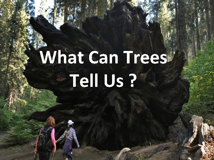 What Can Trees Tell Us ? 