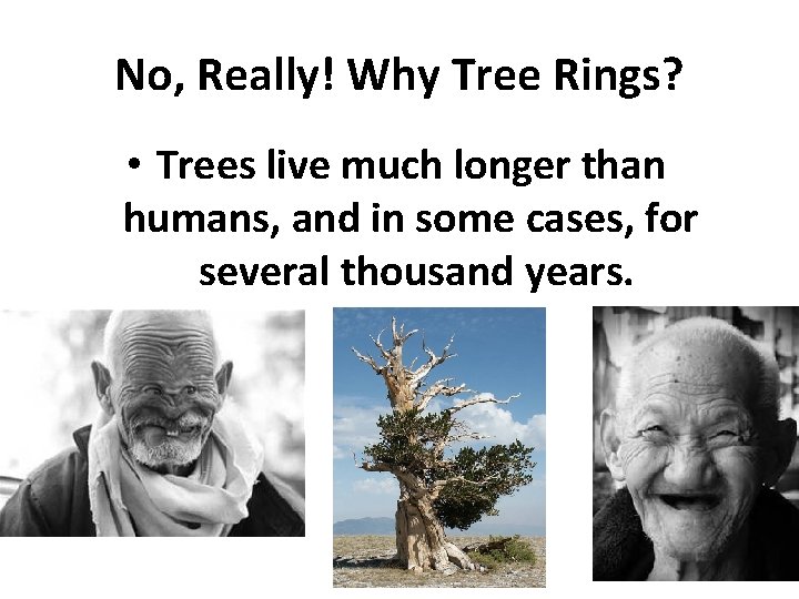 No, Really! Why Tree Rings? • Trees live much longer than humans, and in