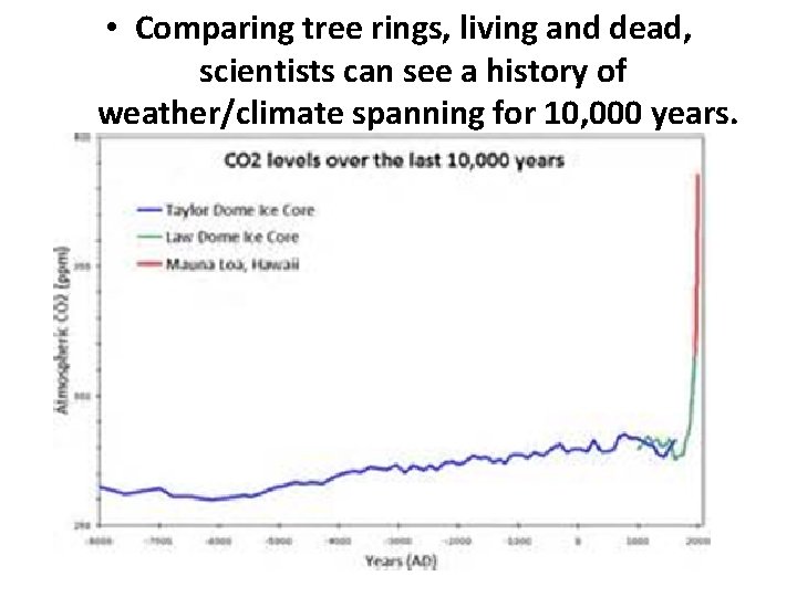  • Comparing tree rings, living and dead, scientists can see a history of