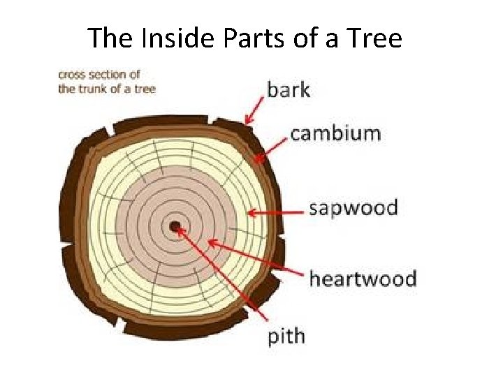 The Inside Parts of a Tree 