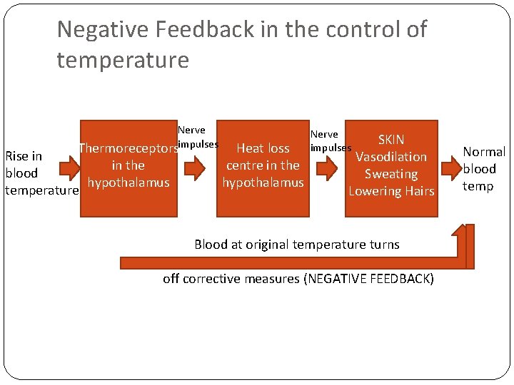 Negative Feedback in the control of temperature Nerve Thermoreceptorsimpulses Rise in in the blood
