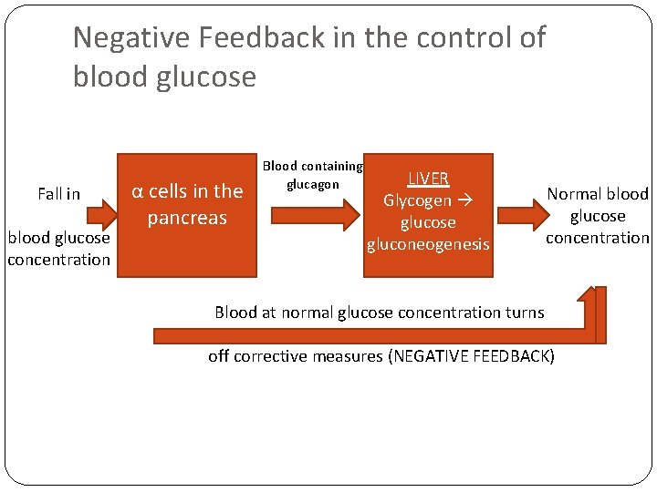 Negative Feedback in the control of blood glucose Fall in blood glucose concentration α