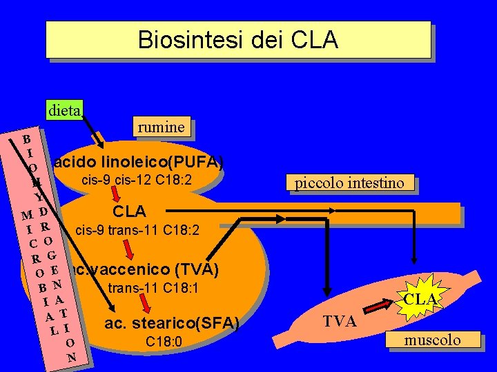 Biosintesi dei CLA dieta rumine B I O acido linoleico(PUFA) cis-9 cis-12 C 18: