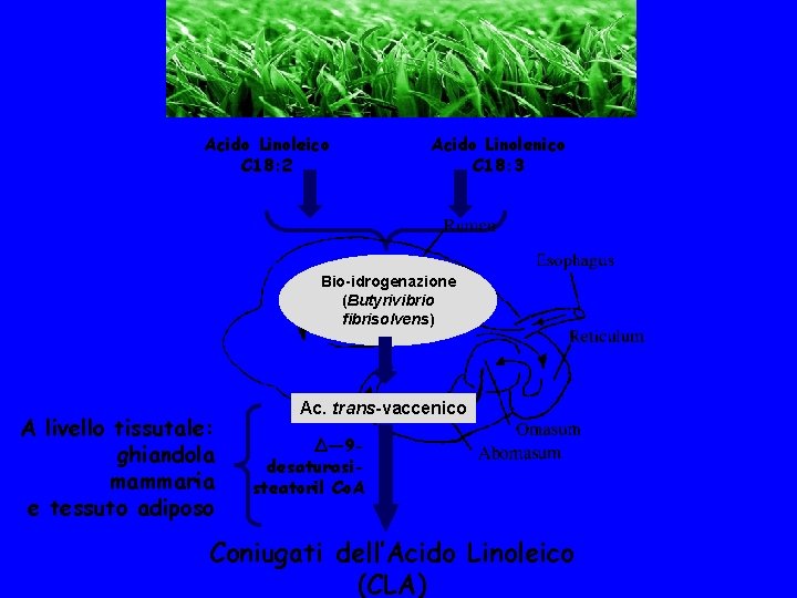 Acido Linoleico C 18: 2 Acido Linolenico C 18: 3 Bio-idrogenazione (Butyrivibrio fibrisolvens) A