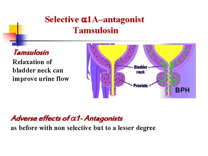 Selective 1 A–antagonist Tamsulosin Relaxation of bladder neck can improve urine flow BPH Adverse