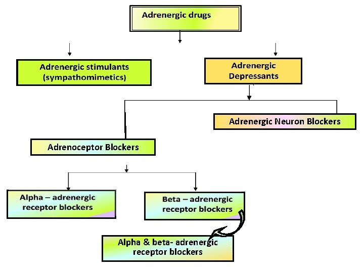 Adrenergic Neuron Blockers Adrenoceptor Blockers Alpha & beta- adrenergic receptor blockers 