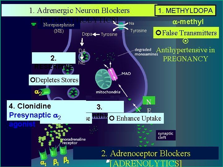 1. Adrenergic Neuron Blockers [SYMPATHOLYTICS] Na Norepinephrine (NE) Dopa DA 2. RESERPINE NE Tyrosine