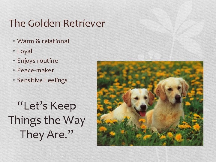 The Golden Retriever • Warm & relational • Loyal • Enjoys routine • Peace-maker