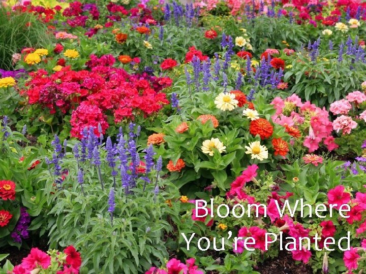 Bloom Where You’re Planted 