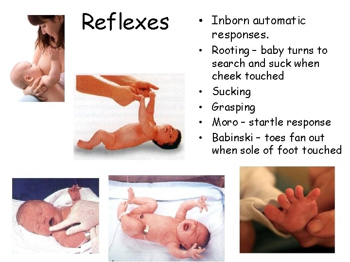 Reflexes • Inborn automatic responses. • Rooting – baby turns to search and suck