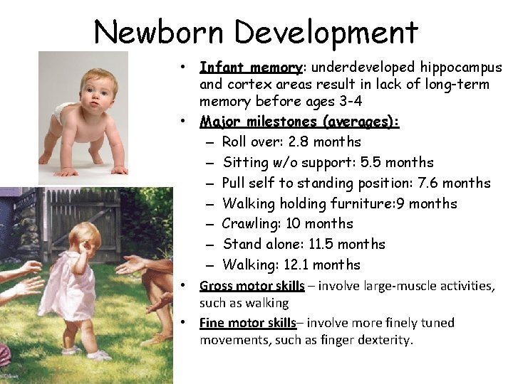 Newborn Development • Infant memory: underdeveloped hippocampus and cortex areas result in lack of