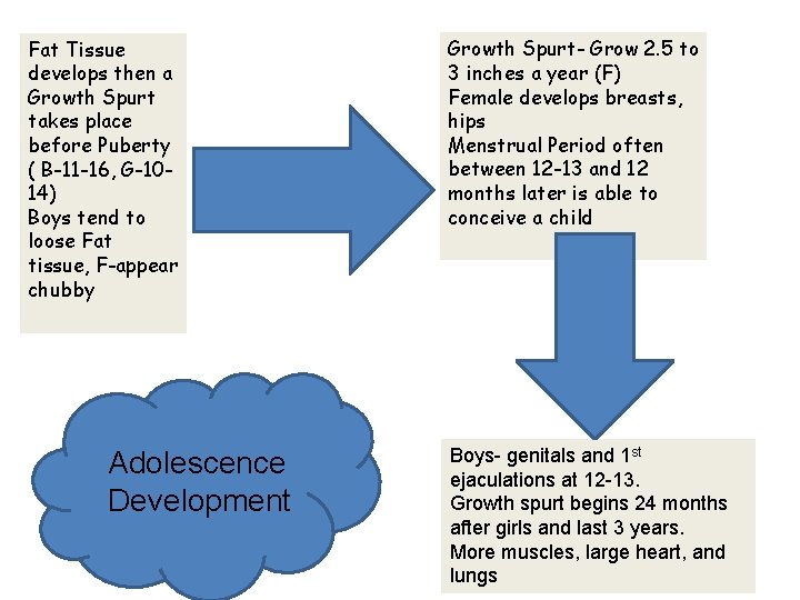 Fat Tissue develops then a Growth Spurt takes place before Puberty ( B-11 -16,