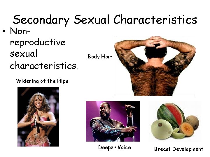 Secondary Sexual Characteristics • Nonreproductive sexual characteristics. Body Hair Widening of the Hips Deeper