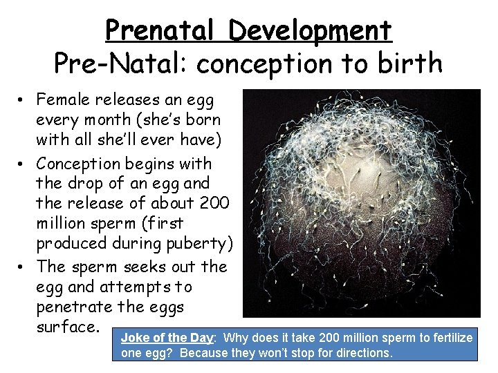 Prenatal Development Pre-Natal: conception to birth • Female releases an egg every month (she’s