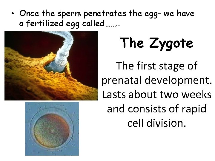  • Once the sperm penetrates the egg- we have a fertilized egg called…….