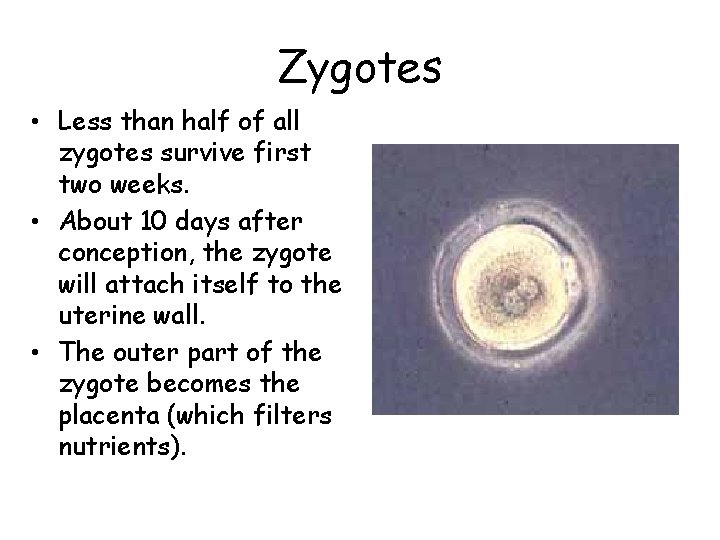 Zygotes • Less than half of all zygotes survive first two weeks. • About