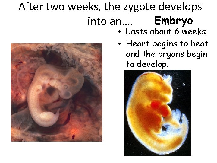 After two weeks, the zygote develops Embryo into an…. • Lasts about 6 weeks.