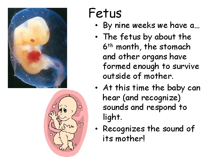 Fetus • By nine weeks we have a… • The fetus by about the