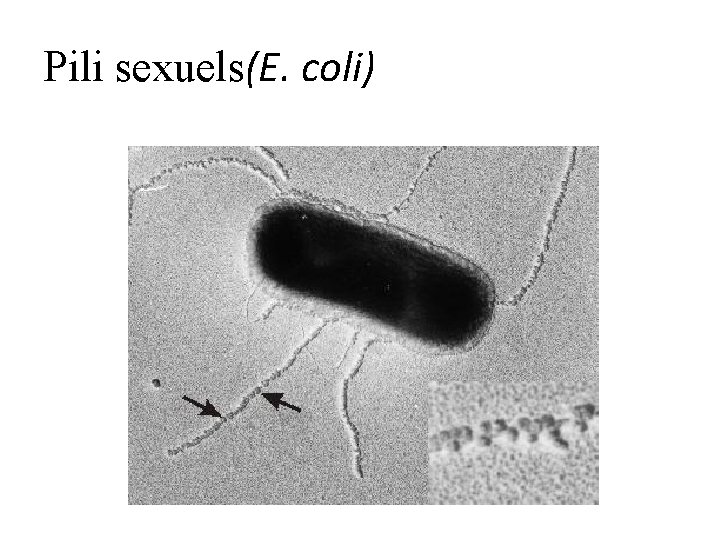 Pili sexuels(E. coli) 