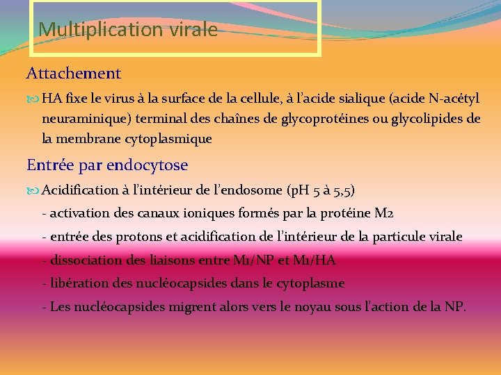 Multiplication virale Attachement HA fixe le virus à la surface de la cellule, à