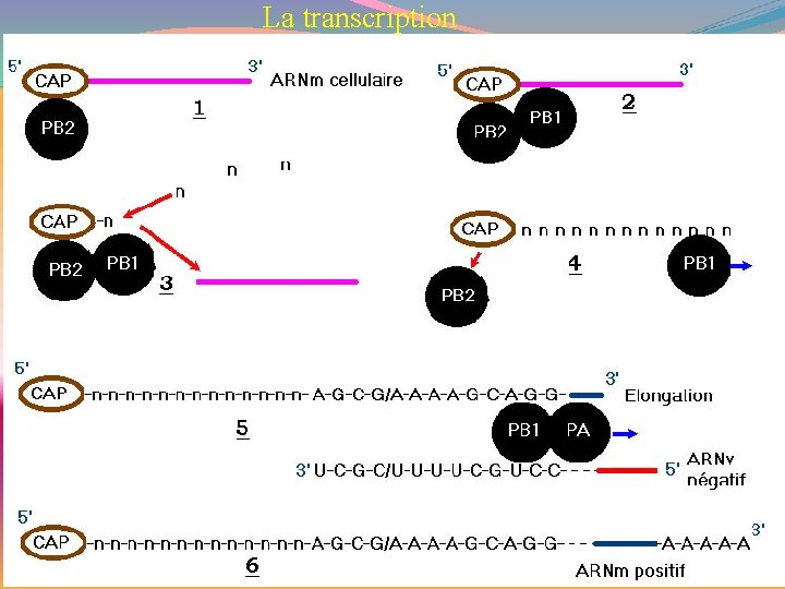 La transcription 