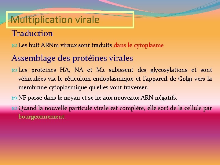 Multiplication virale Traduction Les huit ARNm viraux sont traduits dans le cytoplasme Assemblage des