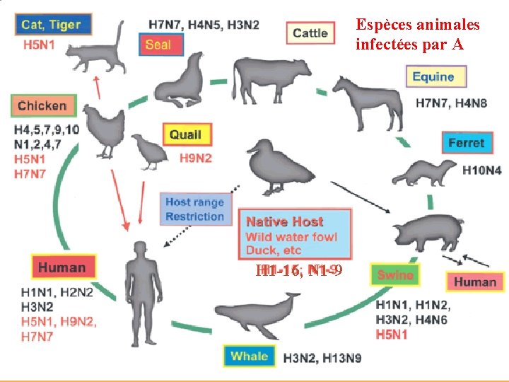 Espèces animales infectées par A H 1 -16, N 1 -9 